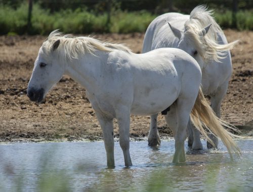 camargue hotel