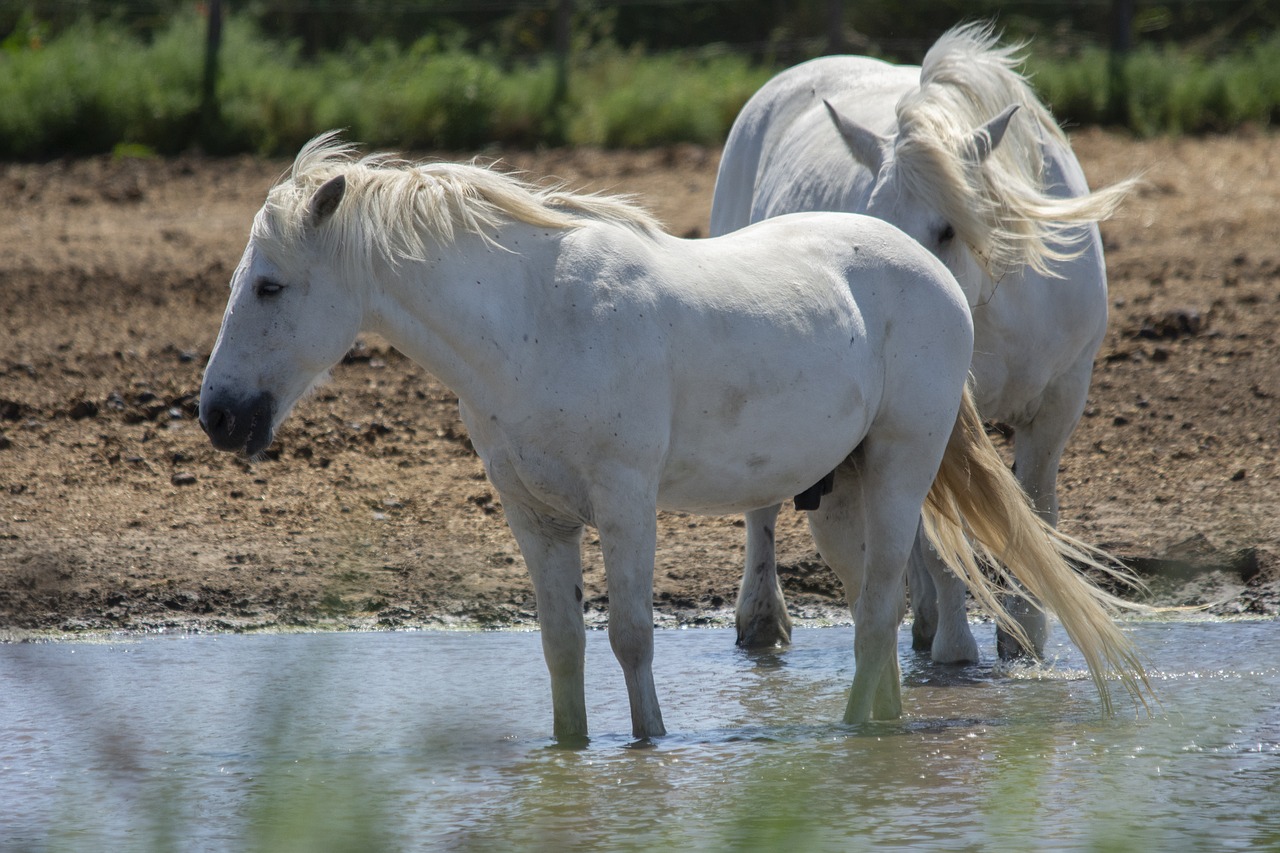 camargue hotel