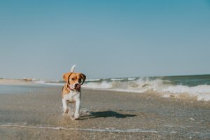 chien-camping